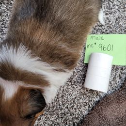 Shetland Sheepdog Puppies from Jones Stacy