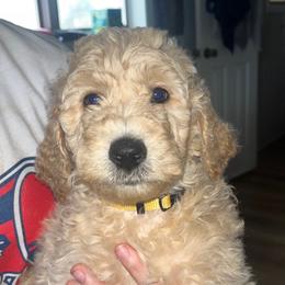 Maroon Collar - Apricot male Goldendoodle puppy in Winchester, Tennessee from Mahaffey’s Doodles