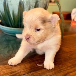 Girl A - Blue merle female Pomeranian puppy in Knoxville, Tennessee from Thea's Puppies