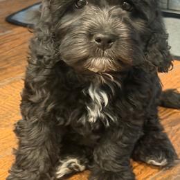 Raven (white chest) - Black female Cockapoo puppy in Colorado Springs, Colorado from Garrett Doodles