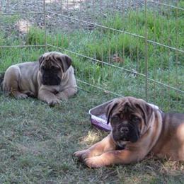 Bullmastiffs from Barb'Eric Bullmastiffs