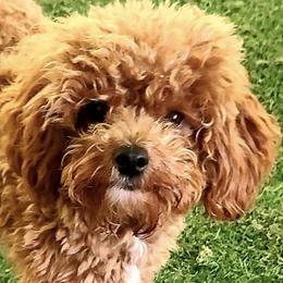 Poodles from Arrfs Poodles