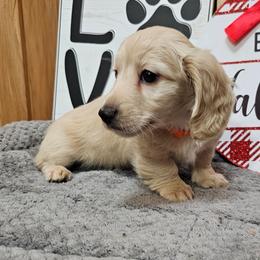 Ben - Cream male Dachshund puppy in Cherry Tree, Oklahoma from Peavine Creek Dachshunds