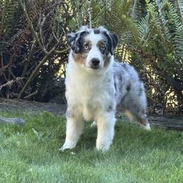 Sasha - Blue merle female Miniature American Shepherd puppy in Cowlitz County, Washington from Pleasant Woods Miniature American Shepherds