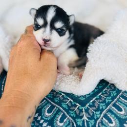Martini - Black and white female Pomsky puppy in Yavapai County, Arizona from Pawsh Pomskies