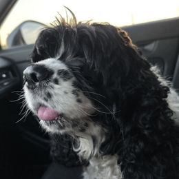 Ellie - Cocker Spaniel