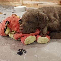 Chesapeake Bay Retriever Puppies from Colorado River Retrievers