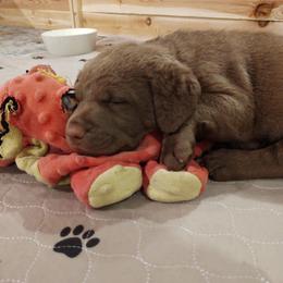 Chesapeake Bay Retriever Puppies from Colorado River Retrievers