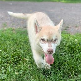 Dice - Red and white male Siberian Husky puppy in Amery, Wisconsin from Liberty Siberians