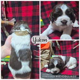 Yukon - Liver and white male English Springer Spaniel puppy in Saginaw, Michigan from Kemerer Springers