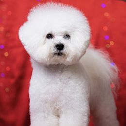 IRENE Champion Poland and Mol. - Bichon Frise