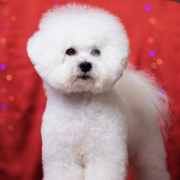 IRENE Champion Poland and Mol. - Bichon Frise