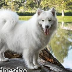 Wednesday - Samoyed