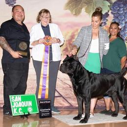 Cane Corso puppies from MTO KENNELS