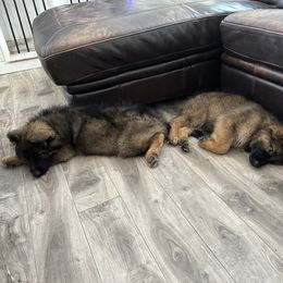 German Shepherd Puppies from Vom Cronje Haus German Shepherds