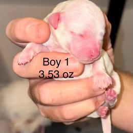 Zoro - White and buff male Bichon Frise puppy in Lavon, Texas from Sissy’s Heavenly Paws