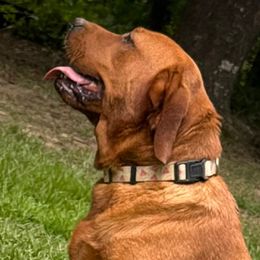 Rosie - Labrador Retriever