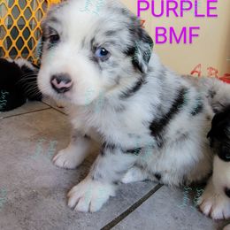 Girl 1 - Blue merle Australian Shepherd puppy in Bakersfield, California from Sager Wiggle Butt Aussies