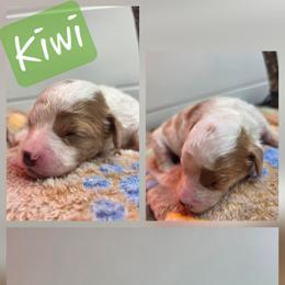 Kiwi - Parti female Goldendoodle puppy in Palestine, Texas from KK's Doodle Bunch