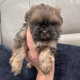 Lavender Lovely - Lilac female Shih Tzu puppy in Fletcher, North Carolina from Shihtzu_NC