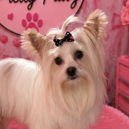 Luna - Yorkshire Terrier
