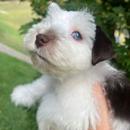 Brody - Liver male Miniature Schnauzer puppy in Grayson, Kentucky from Seventh Heaven Schnauzers