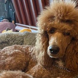 Poodles from Xtreme Poodles Hawaii