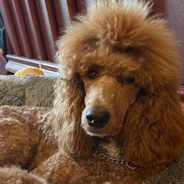 Poodles from Xtreme Poodles Hawaii