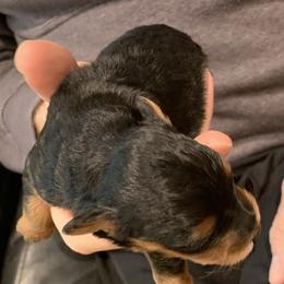 Ruthie - Black and tan female Schnoodle puppy in Kentucky from Mrs Bs Teeny Schnauzers & Doodles