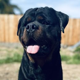 Draco - Rottweiler