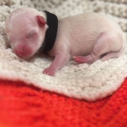 Ezra - White male Maltese puppy in Hephzibah ( Richmond County ), Georgia from Healing Pawz LLC