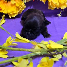 Brindle Black Girl (blue toe) - Brindle female Pug puppy in Tulsa, Oklahoma from Locust Creek Pugs & Japanese Chin's