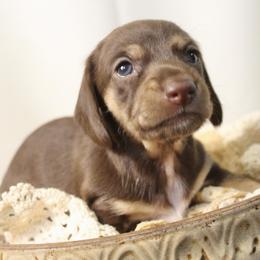 Coco - Chocolate and tan female Dachshund puppy in Laurel, Mississippi from Kissinger Dachshunds