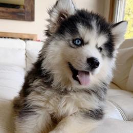 Ringo - Black tan and white male Siberian Husky puppy in Woodlawn, Virginia from Delta Huskies