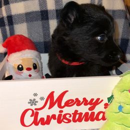 Red - Black female German Shepherd puppy in Columbus, Georgia from Blue Phoenix Shepherds