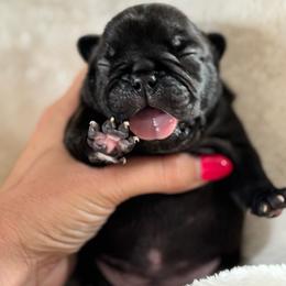 Lola - Brindle female French Bulldog puppy in Pittsburgh, Pennsylvania from Muddy Creek Frenchies