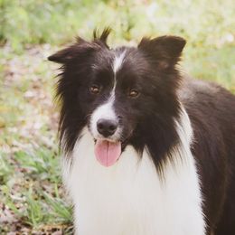 Trek - Border Collie