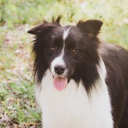 Trek - Border Collie