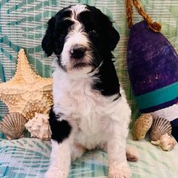 Tsunami - Parti female Poodle puppy in Harpers Ferry, West Virginia from Oso Perfect Poodles and Doodles