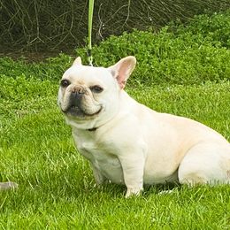 Lillian - French Bulldog