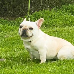 Lillian - French Bulldog