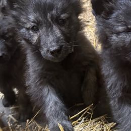 Dutch Shepherd puppies from Century Hills Farm