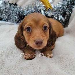 AKC Kielbasa - Red male Dachshund puppy in Texarkana, Arkansas from Pasta Pups Miniature Dachshunds
