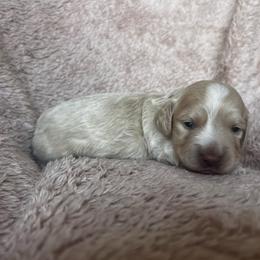 Frisbee - Cream male Dachshund puppy in Highland, California from BAES Teufelshunde