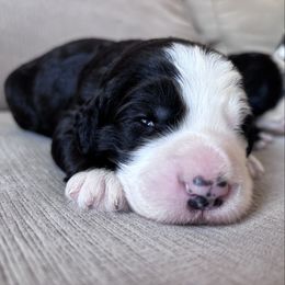 Boston - Black and white male Sheepadoodle puppy in Osceola, Indiana from Sheepadoodle Doo