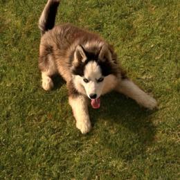 Sebastian - Black and white male Pomsky puppy in Bucyrus, Missouri from Hill Top Pomskies