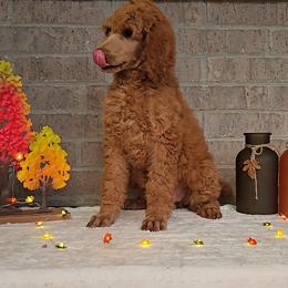 Purple - Red  female Poodle puppy in Diamond, Missouri from Evening Stars Poodles