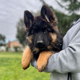 Boy 5 - Black and red male German Shepherd puppy in Stockton, California from Zaragoza German Shepherds