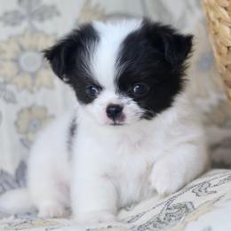 Oreo 3250 - Black and white male Chihuahua puppy in Beaumont, Texas from Down south pups