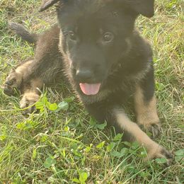 German Shepherd Puppies from Sheldon Shepherds LLC